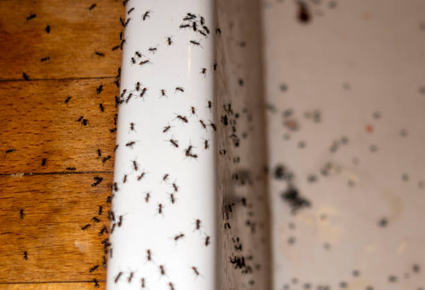 Best Local Pest Control Services  in Experiment, GA