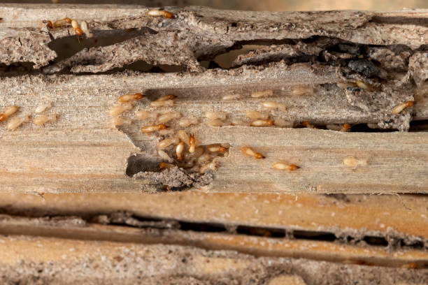Reliable Experiment, GA Pest Control Solutions